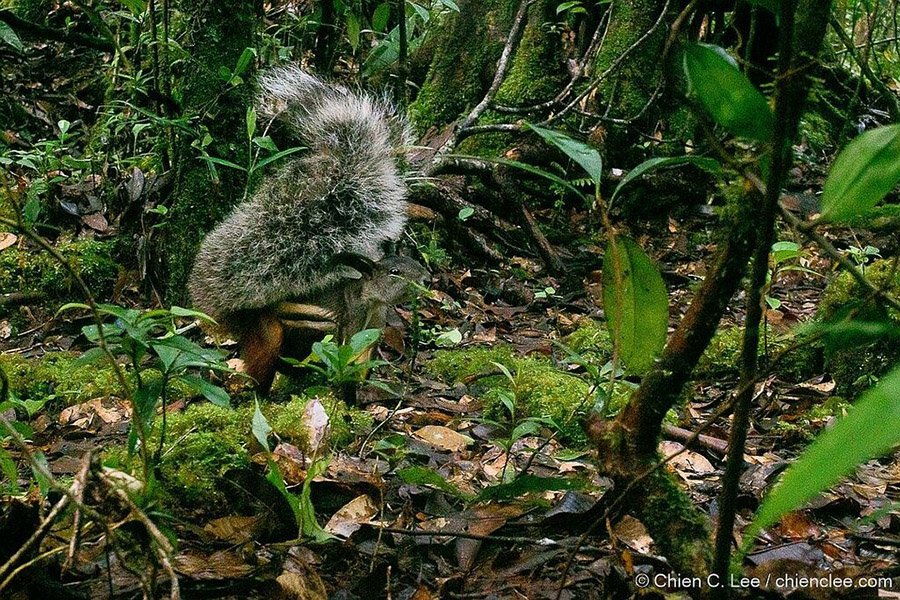 Animals with bushy tails - Tufted Ground Squirrel