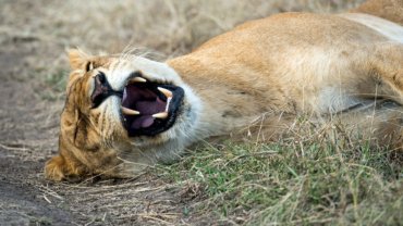 Animals with fangs - Hero