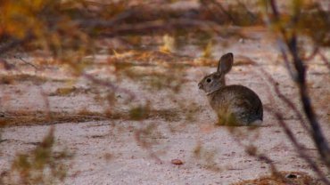 Animals with long ears - Hero