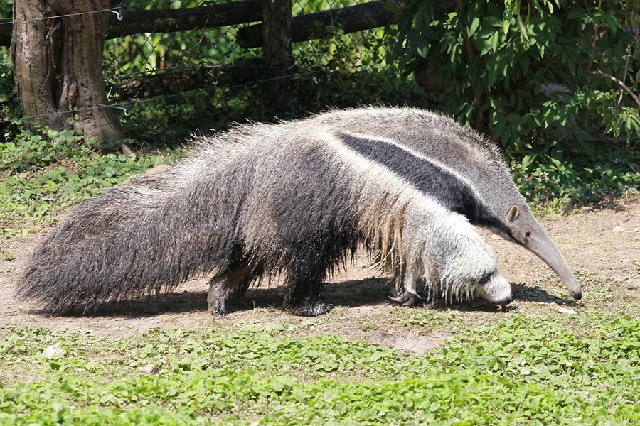 Animals with long tongues - Anteater