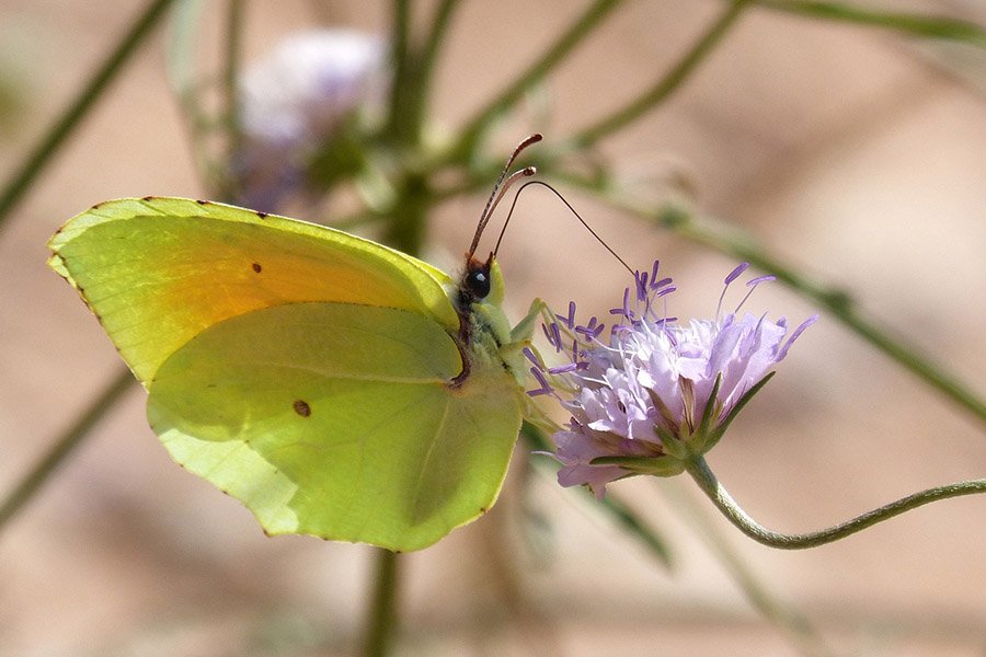 Animals with long tongues - Butterfly