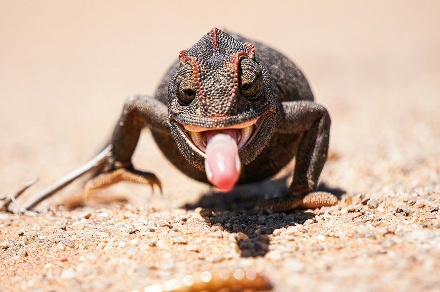 Animals with long tongues - Chameleon