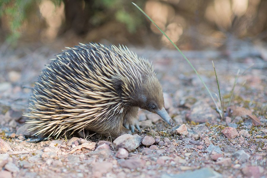 Animals with long tongues - Echidna