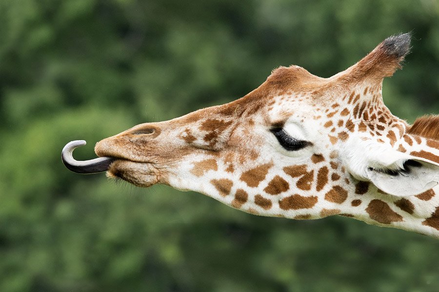 Animals with long tongues - Giraffe