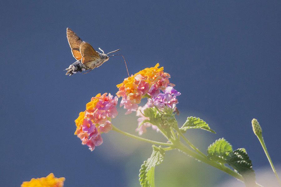 Animals with long tongues - Hummingbird Hawkmoth