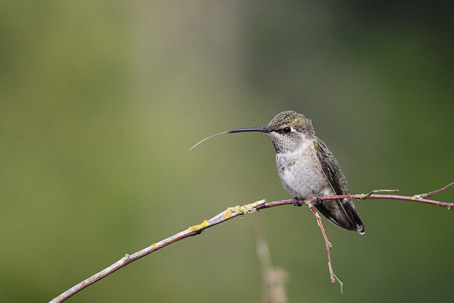 Animals with long tongues - Hummingbird