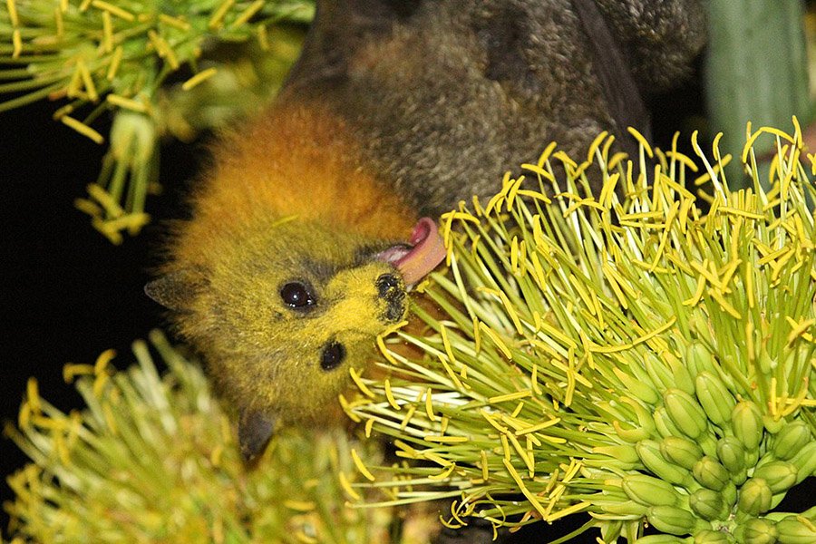 Animals with long tongues - Nectar bat