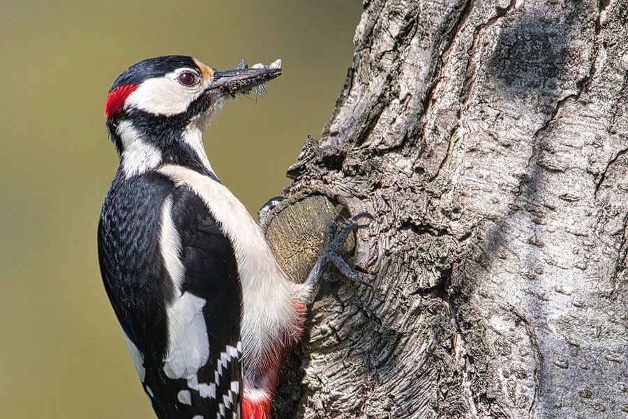 Animals with long tongues - Woodpecker