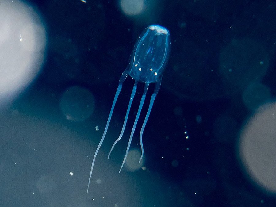 Animals with more than 2 eyes - Box Jellyfish