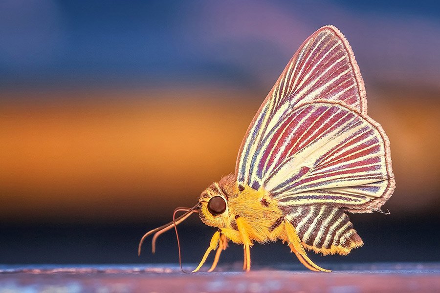 Animals with more than 2 eyes - Butterfly