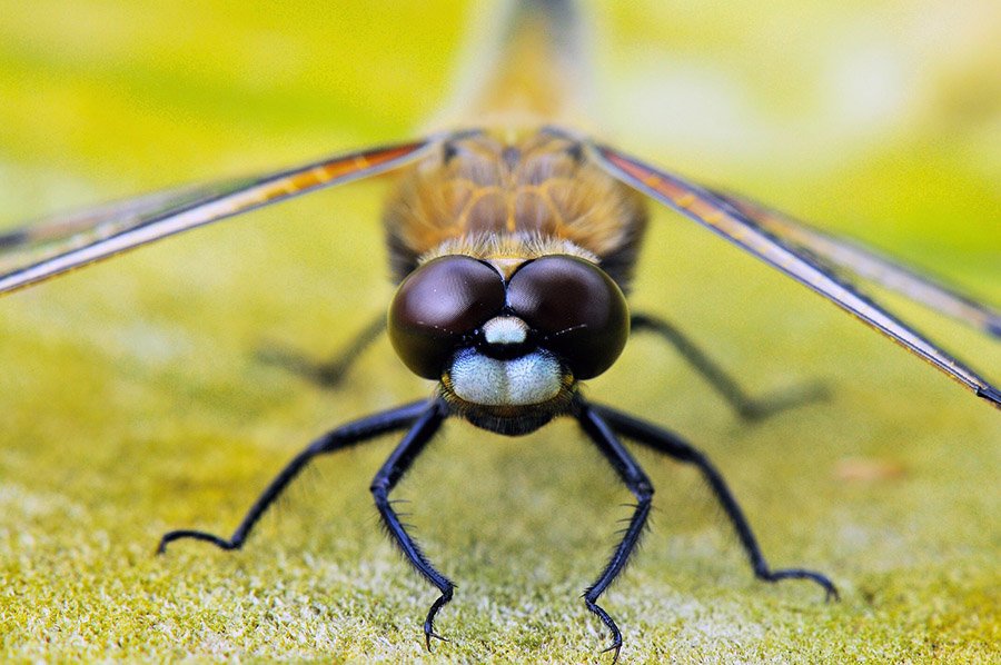 Animals with more than 2 eyes - Dragonfly