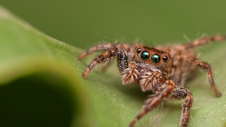 Animals with more than 2 eyes -Hero