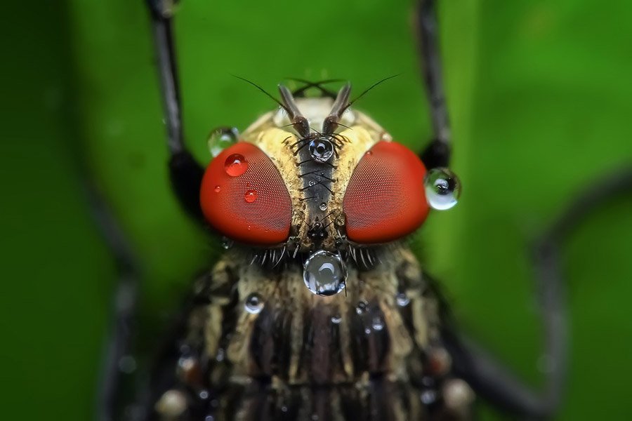 Animals with more than 2 eyes - Housefly