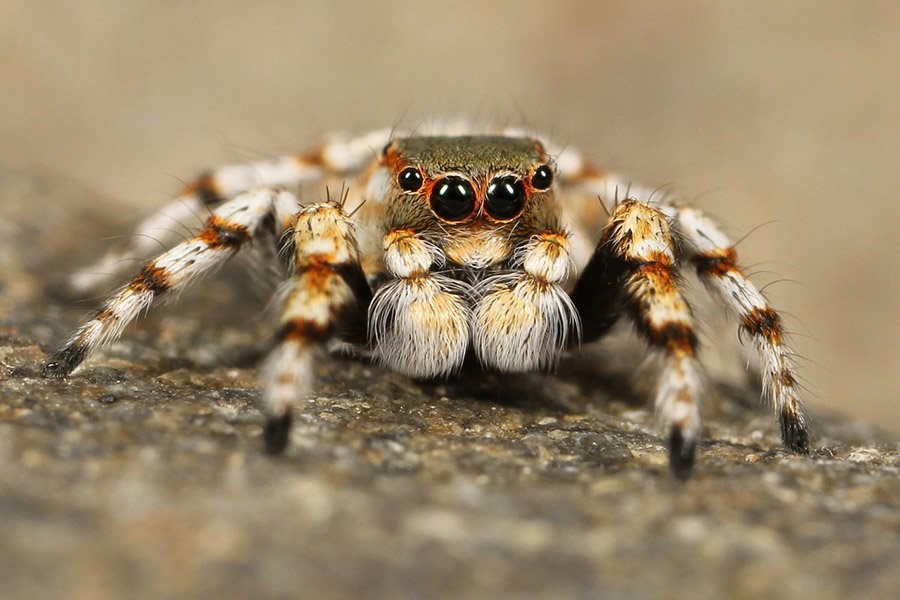 Animals with more than 2 eyes - Jumping spider