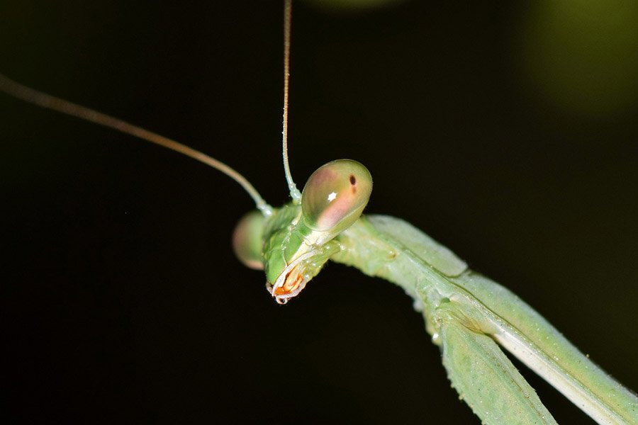 Animals with more than 2 eyes - Praying Mantis