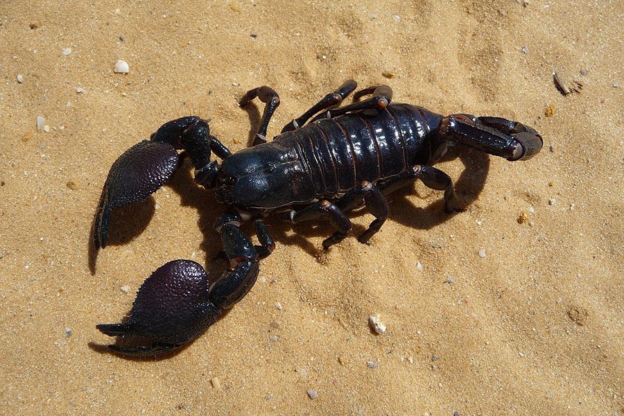 Animals with more than 2 eyes - Scorpion