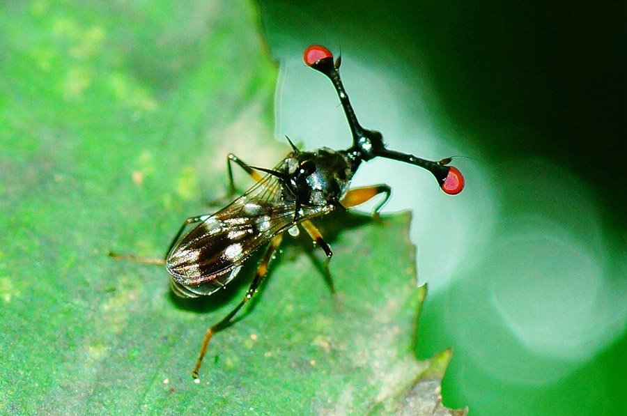 Animals with more than 2 eyes - Stalk-Eyed Fly