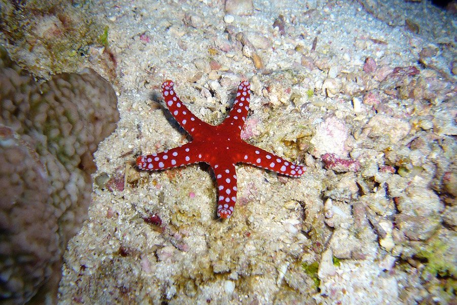 Animals with more than 2 eyes - Starfish