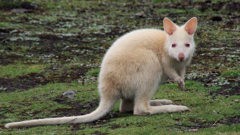 Animals with short arms - Hero