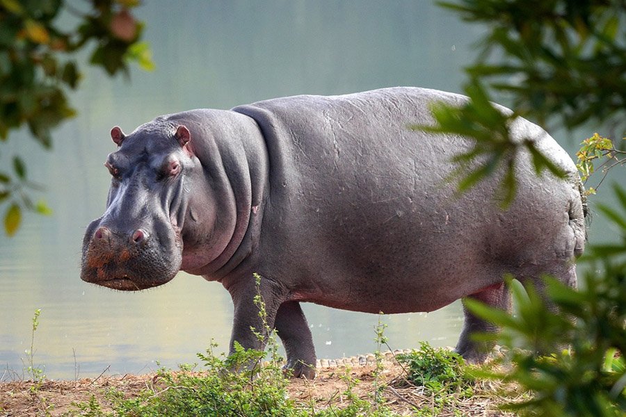 Animals with short arms - Hippopotamus