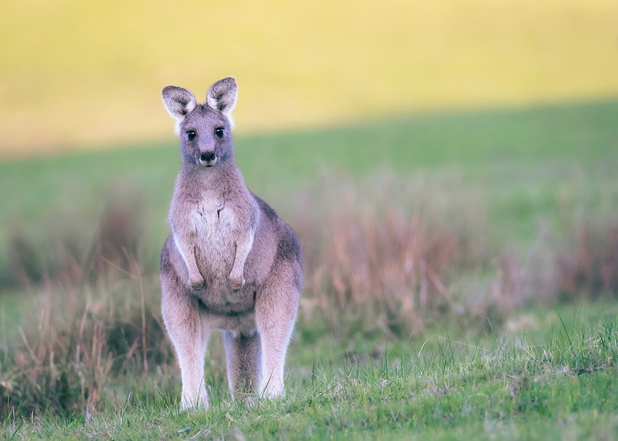 Animals with short arms - Kangaroo