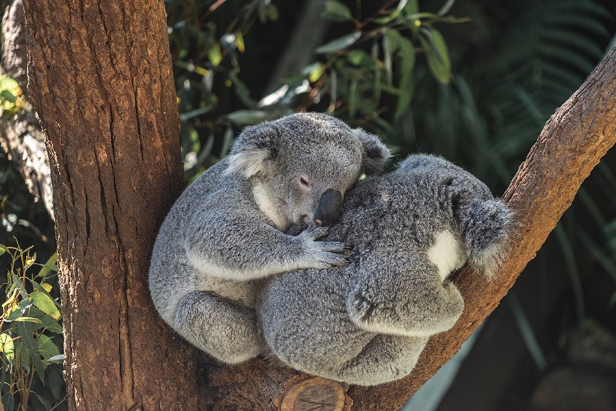 Animals with short arms - Koala