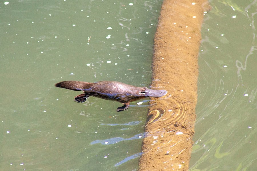 Animals with short arms - Platypus