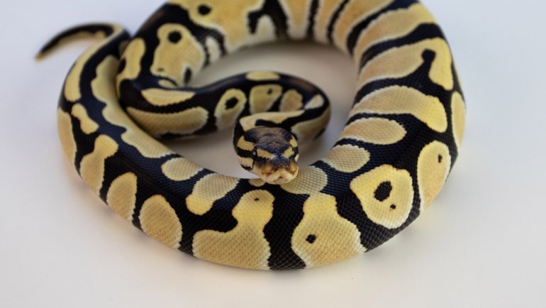 Ball python fact sheet