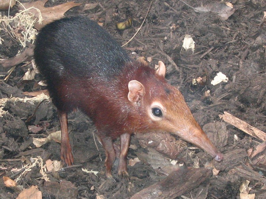 Black and rufous elephant shrew (Rhynchocyon petersi)