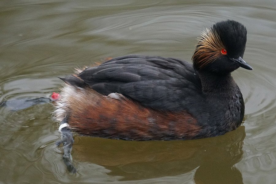 Black-necked grebe