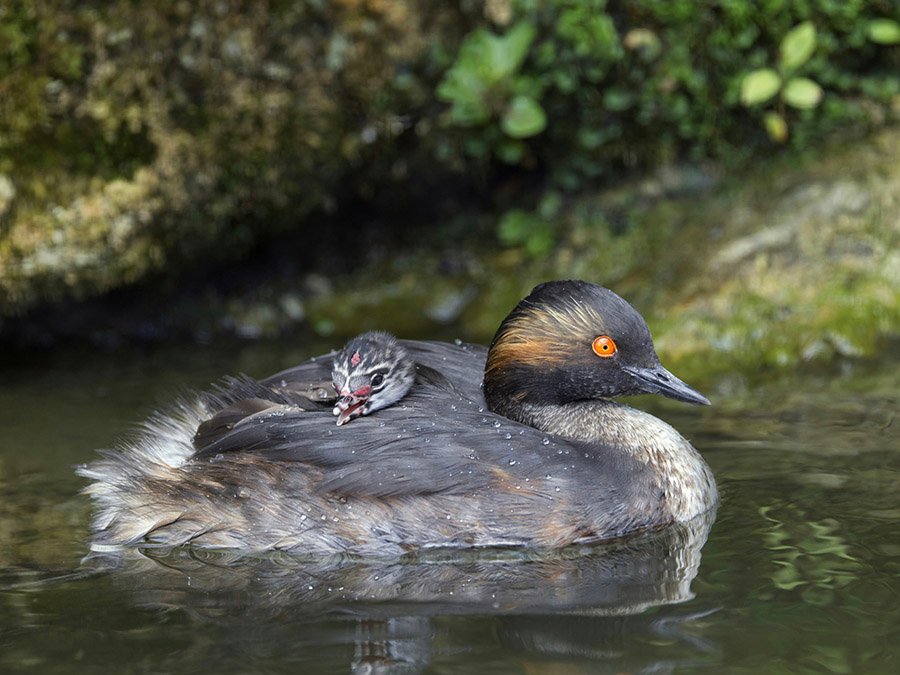 Black-necked grebe and chick