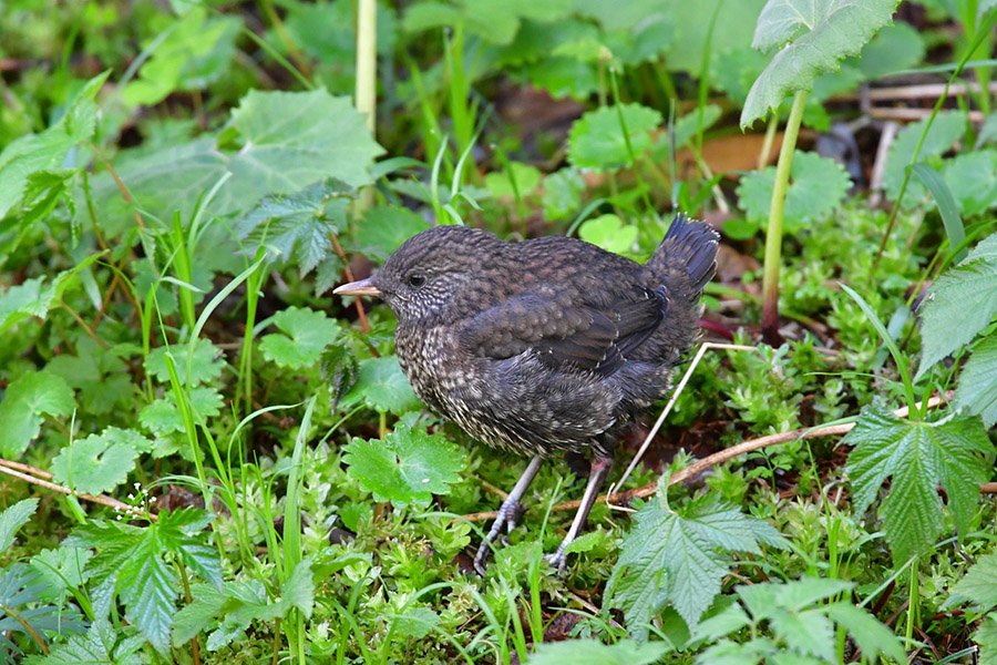 Brown dipper