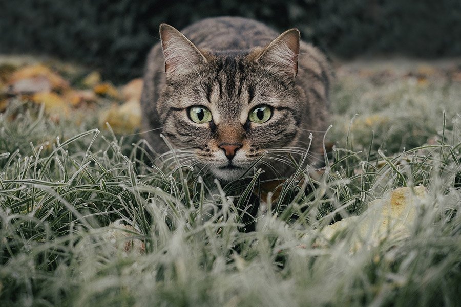 Cat in frozen grass