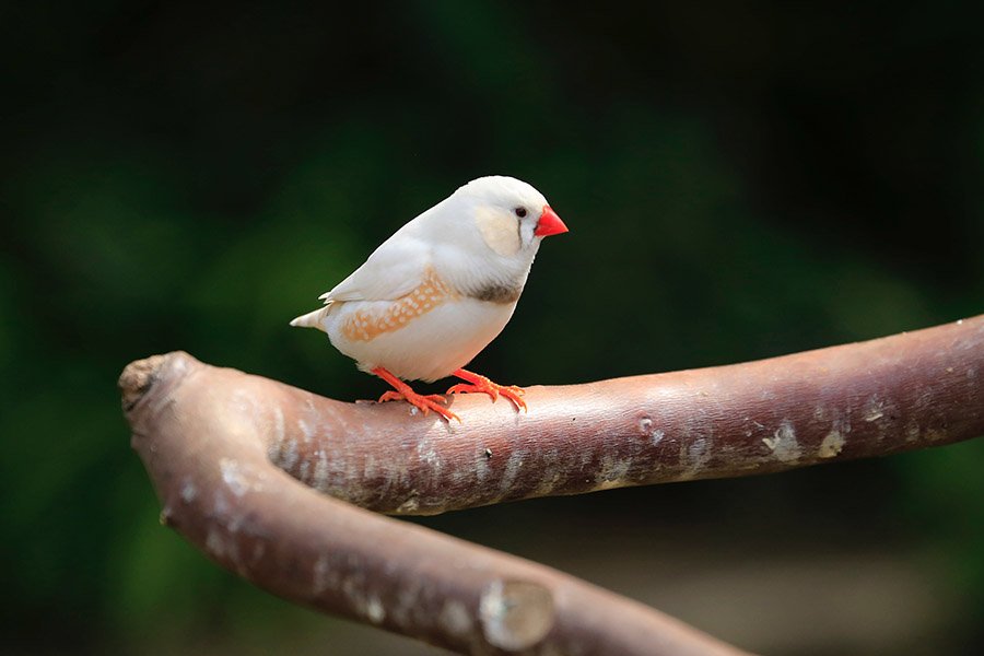 Chestnut Flanked White Zebra Finch