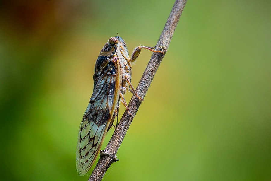 Cicada