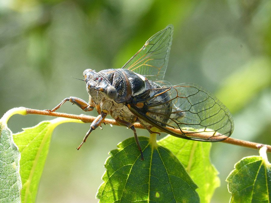 Cicada