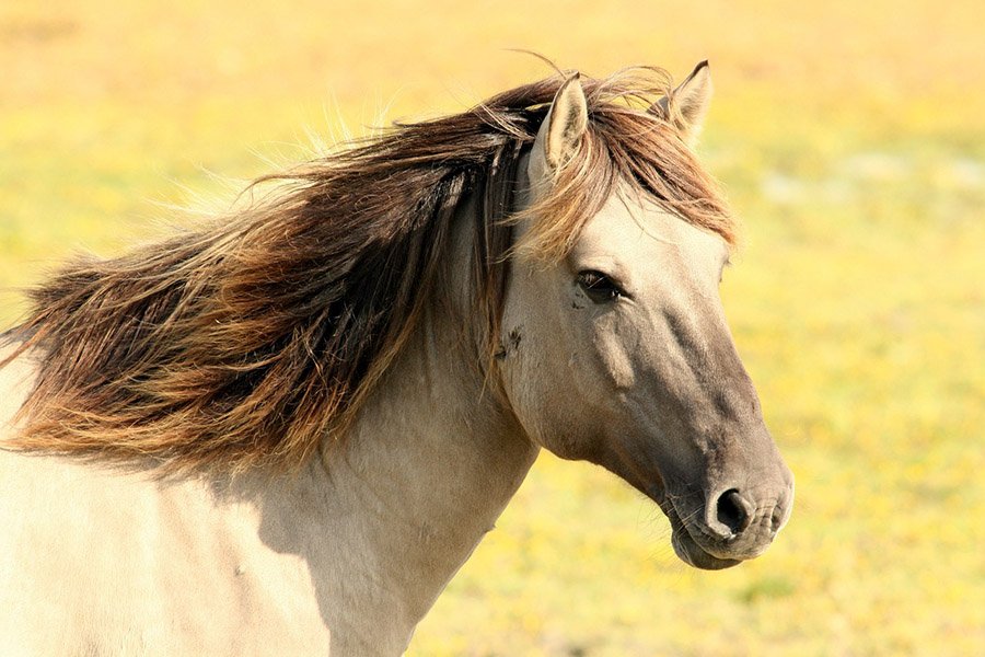 Close up portrait of a horse