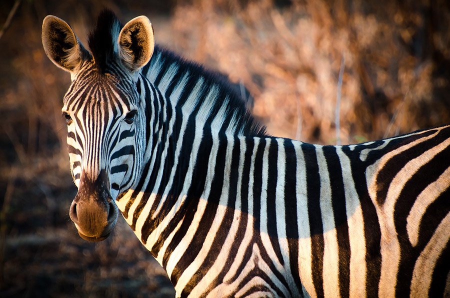 Close up portrait of a zebra