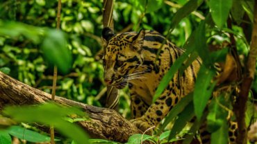 Clouded leopard fact sheet