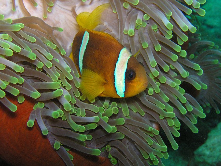 Clownfish in the Red Sea