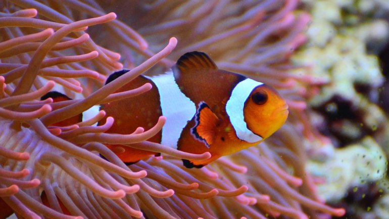 Clownfish fact sheet