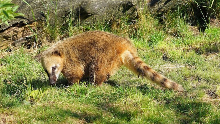 Coati fact sheet