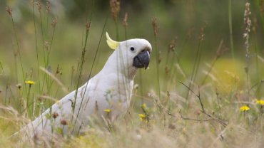 Cockatoo fact sheet