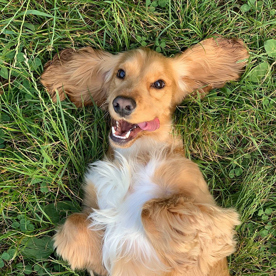 Cocker Spaniel