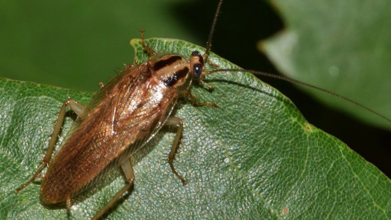 Cockroach fact sheet