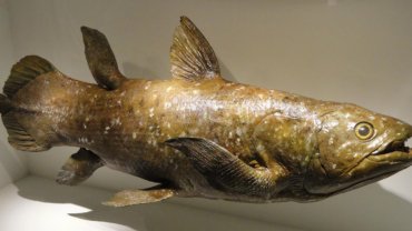 Coelacanth fact sheet