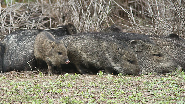 Collared Peccary fact sheet