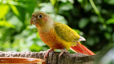 Conure fact sheet