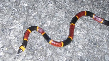 Coral snake fact sheet