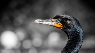 Cormorant fact sheet